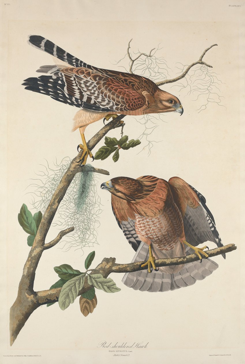 Rødskuldret høg, 1829. af Robert Havell
