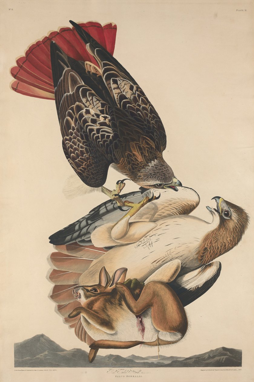 Red Tailed Hawk, 1829. af Robert Havell