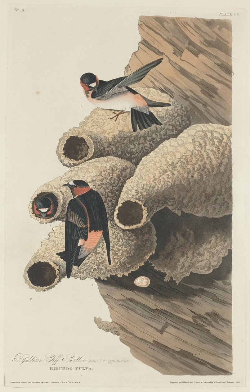 Republikansk Cliff Swallow, 1829. af Robert Havell
