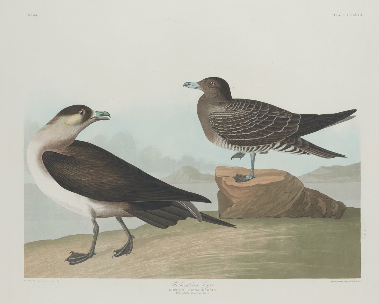 Richardsons Jager, 1835. af Robert Havell