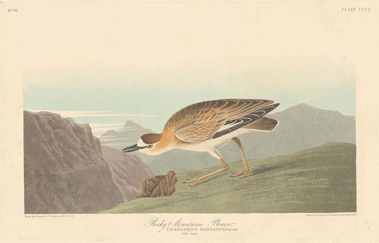 Rocky Mountain Plover, 1836. af Robert Havell