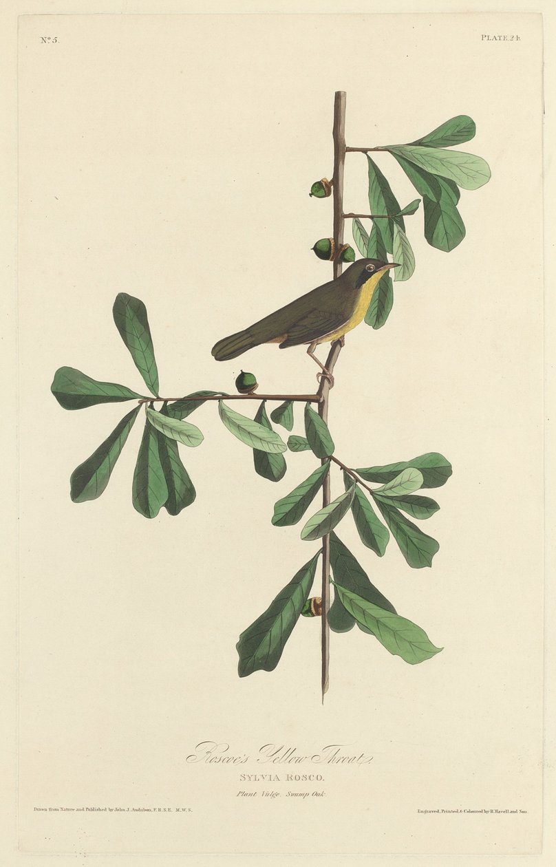 Roscoes gule hals, 1827. af Robert Havell