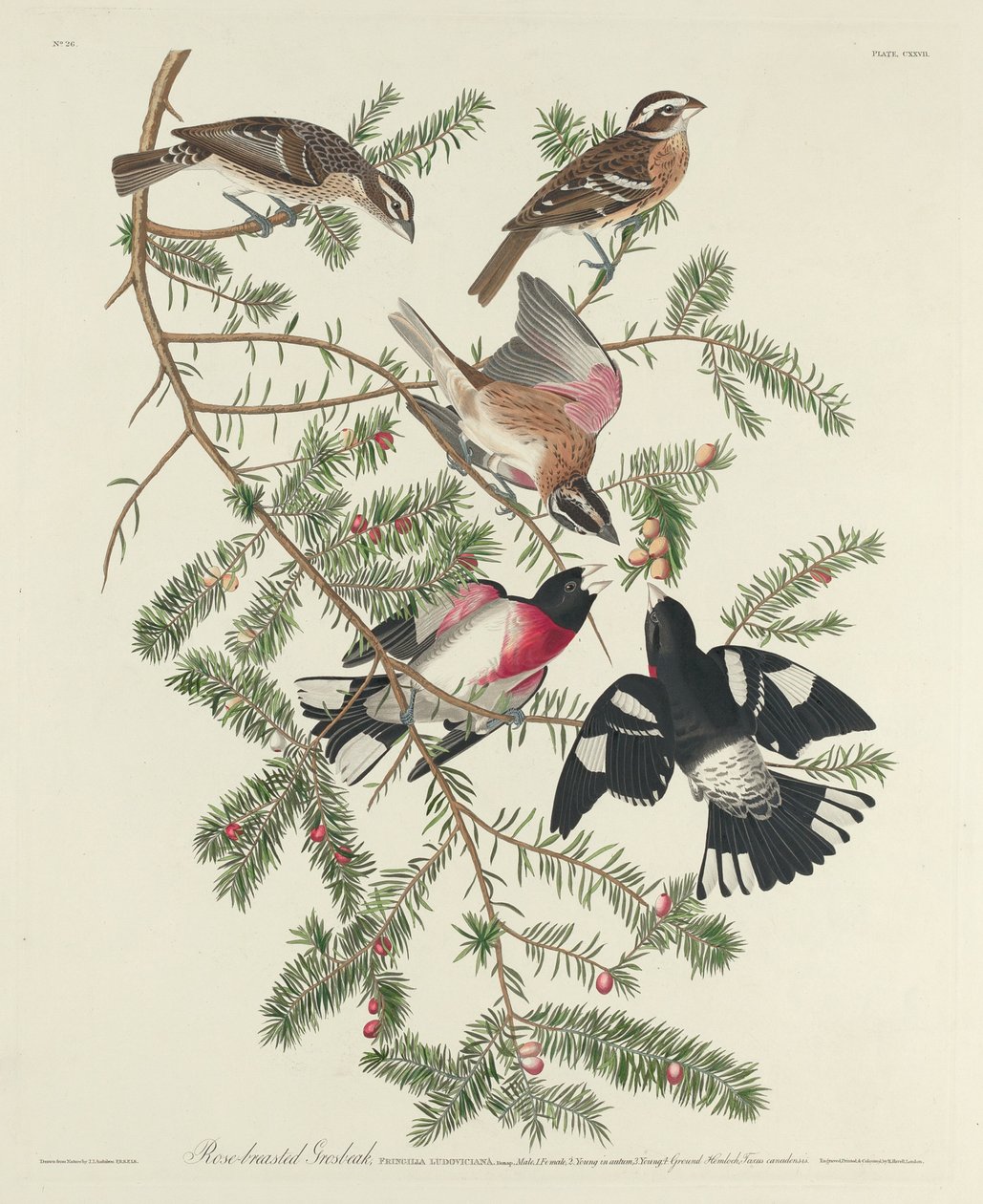 Rose-breasted Grosbeak, 1832. af Robert Havell