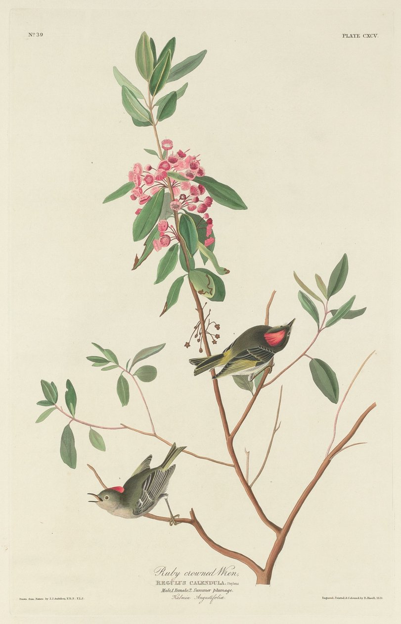 Rubinkronet gærdesmutte, 1834. af Robert Havell