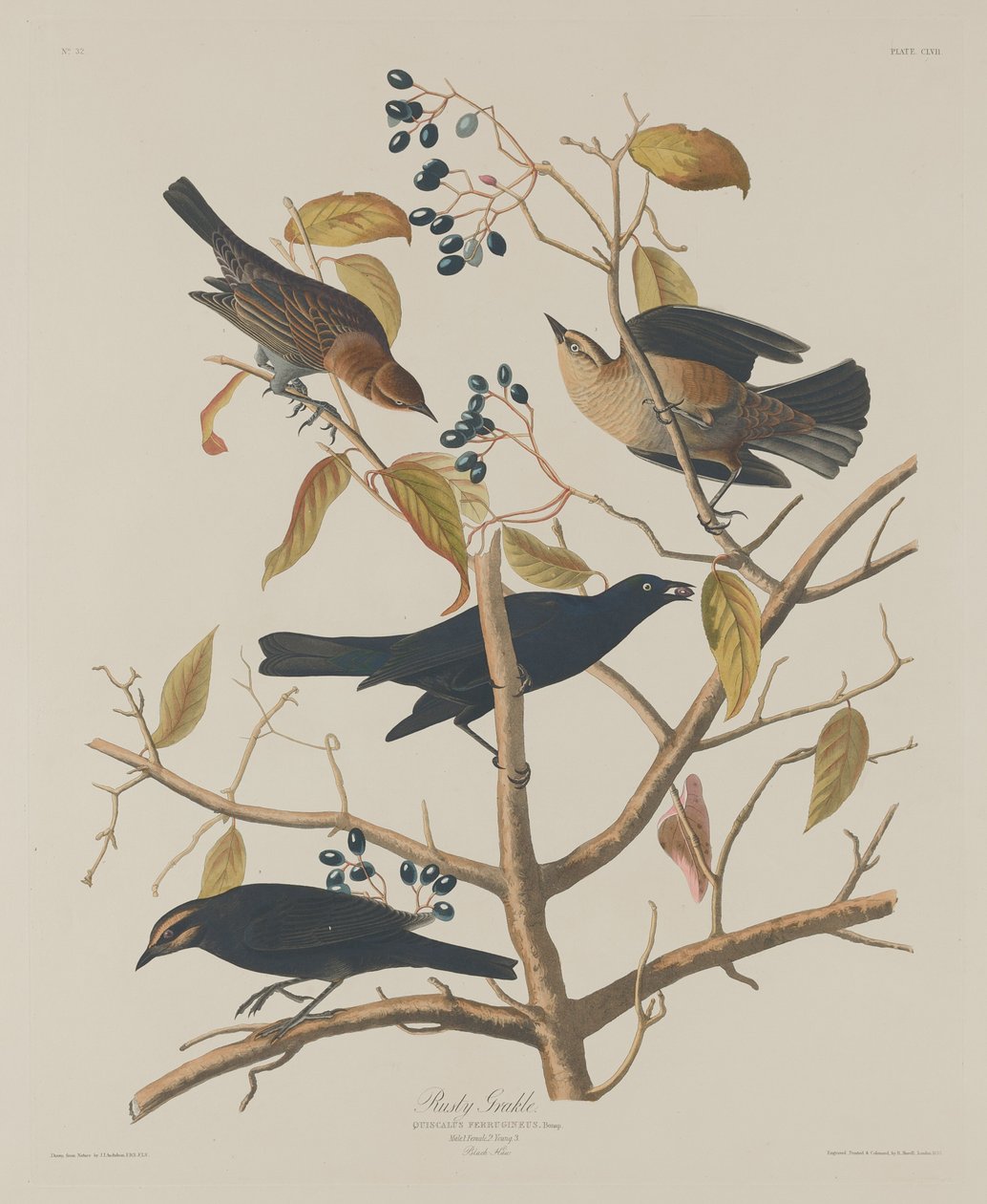 Rusty Grakle, 1833. af Robert Havell
