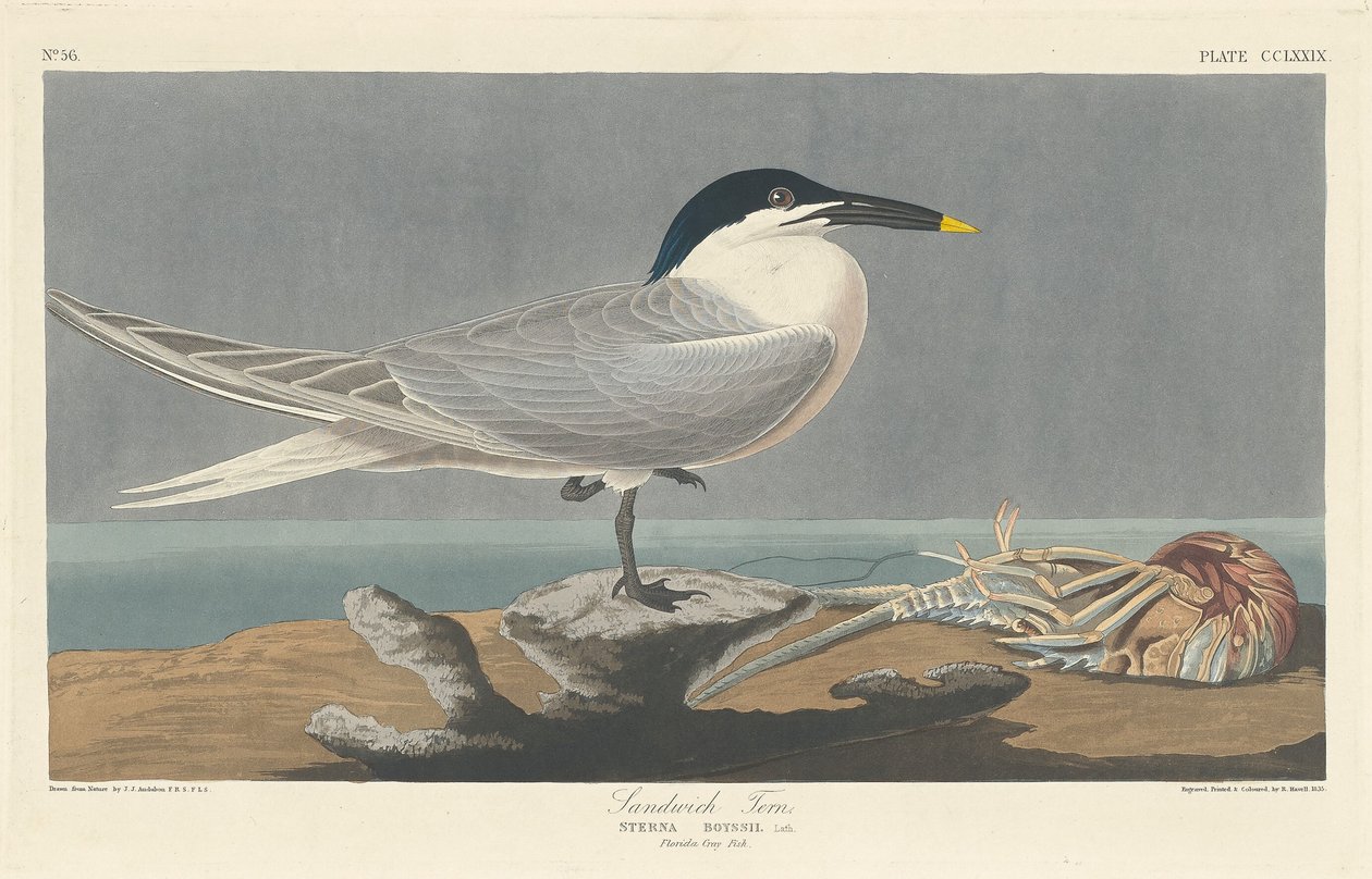 Sandwichtern, 1835. af Robert Havell