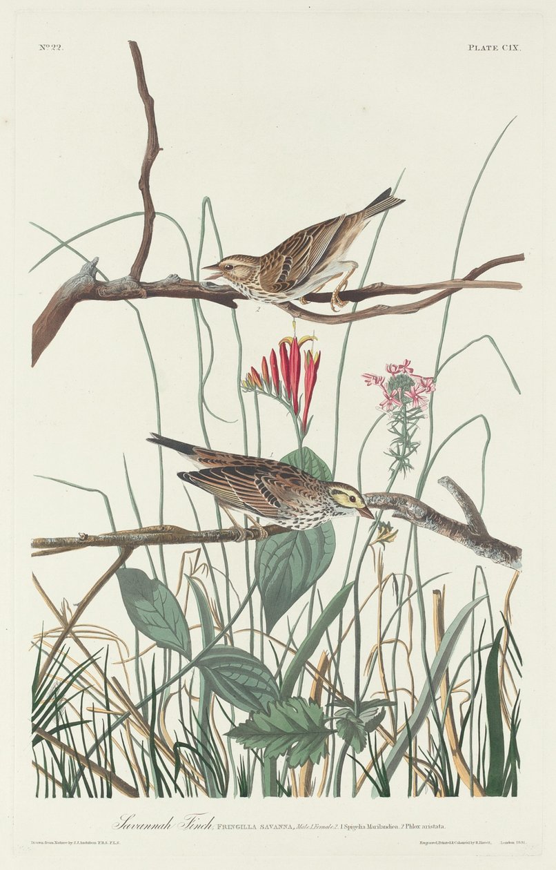 Savannah Finch, 1831. af Robert Havell