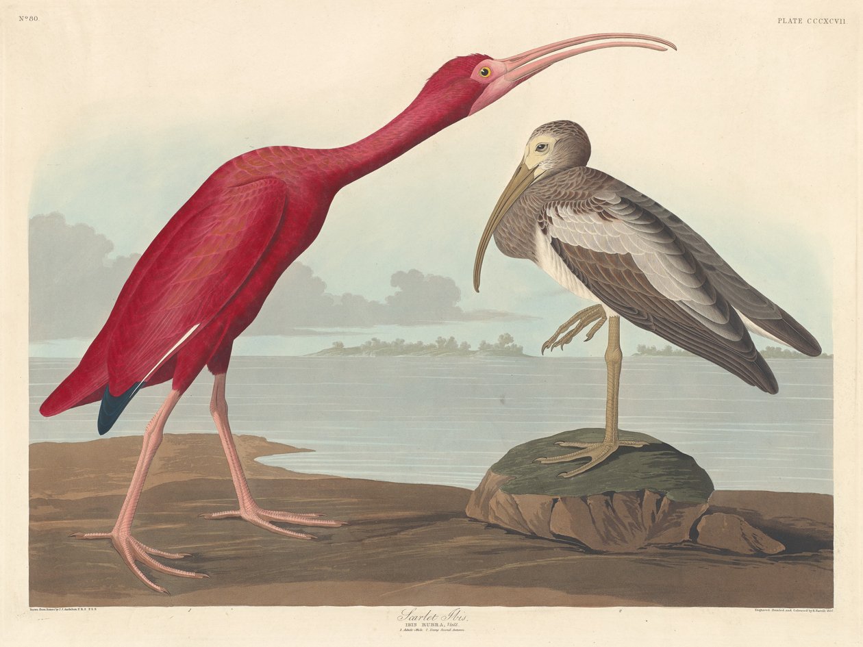 Scarlet Ibis, 1837. af Robert Havell