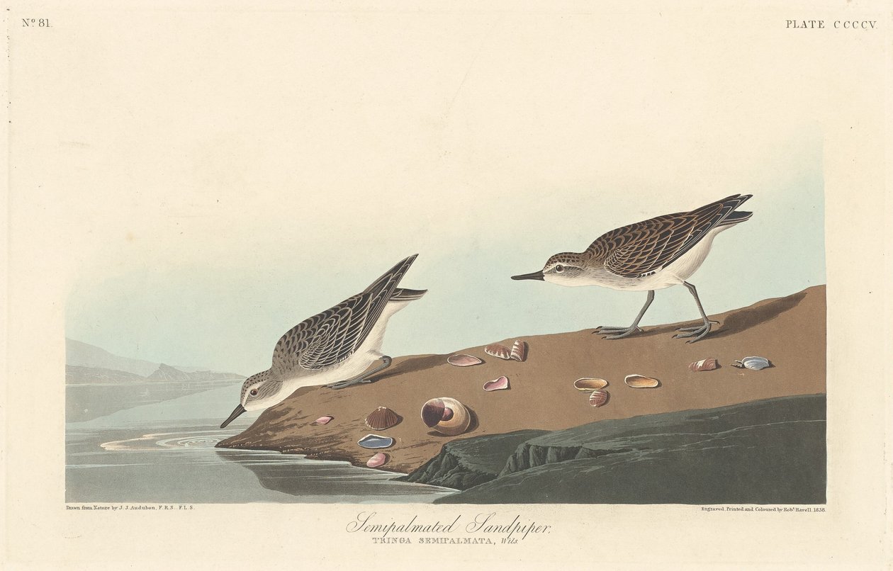 Halvpalmet sandpiper, 1838. af Robert Havell