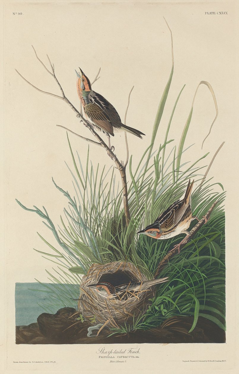 Skarphalefinke, 1832. af Robert Havell