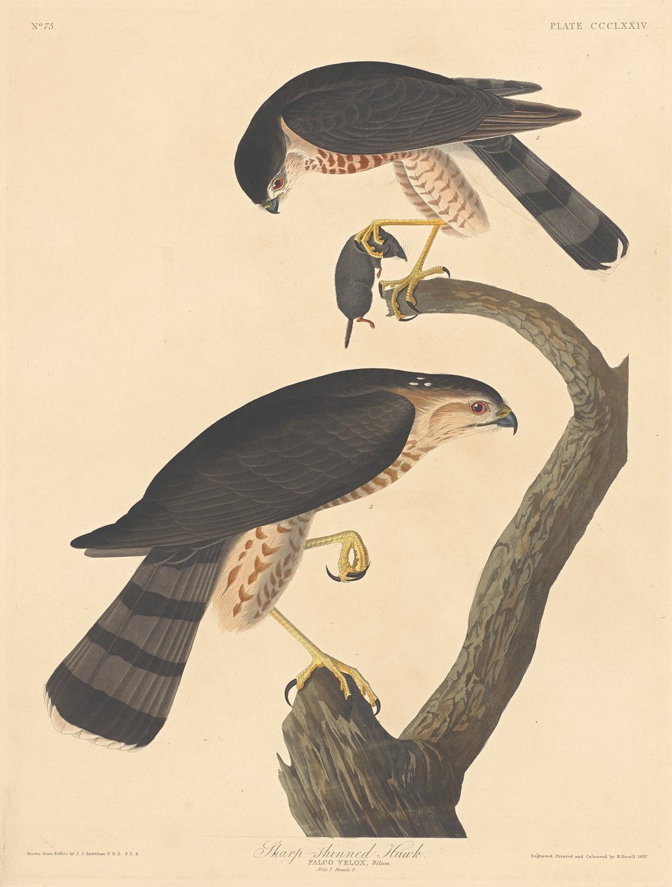 Høg med skarp skinne, 1837. af Robert Havell