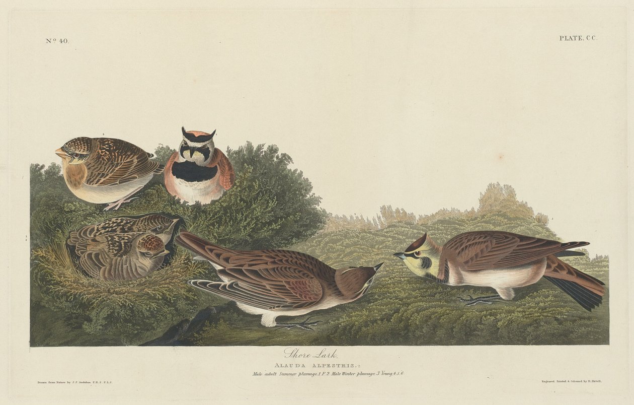 Kystlærke, 1834. af Robert Havell