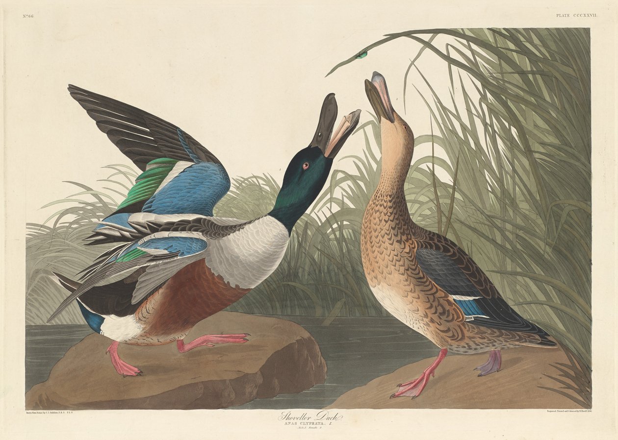 Skovlerand, 1836. af Robert Havell