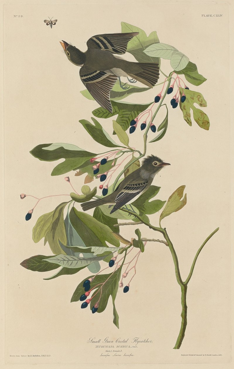 Lille fluesnapper, 1832. af Robert Havell