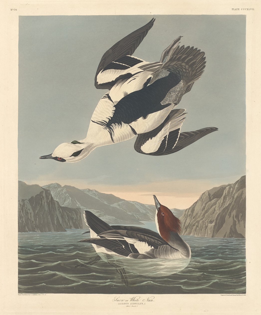 Smew eller hvid nonne, 1836. af Robert Havell