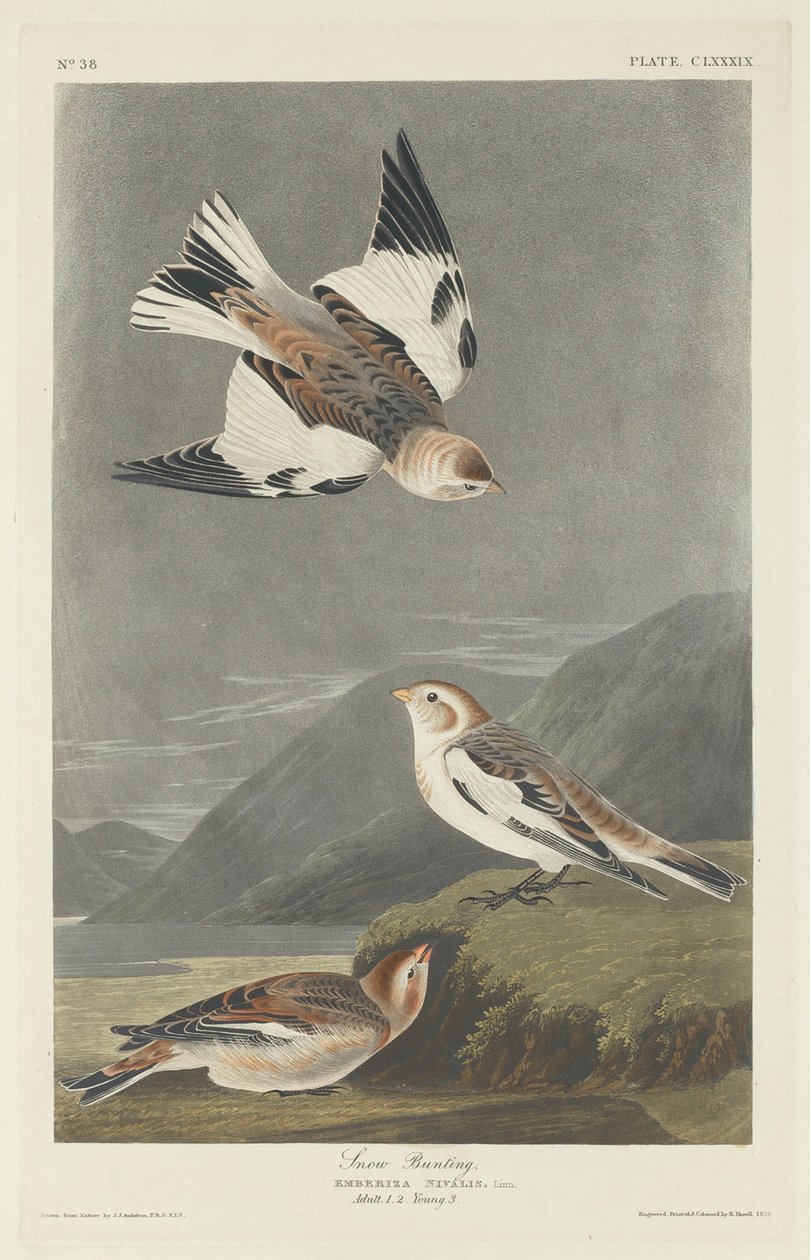 Snespurve, 1834. af Robert Havell