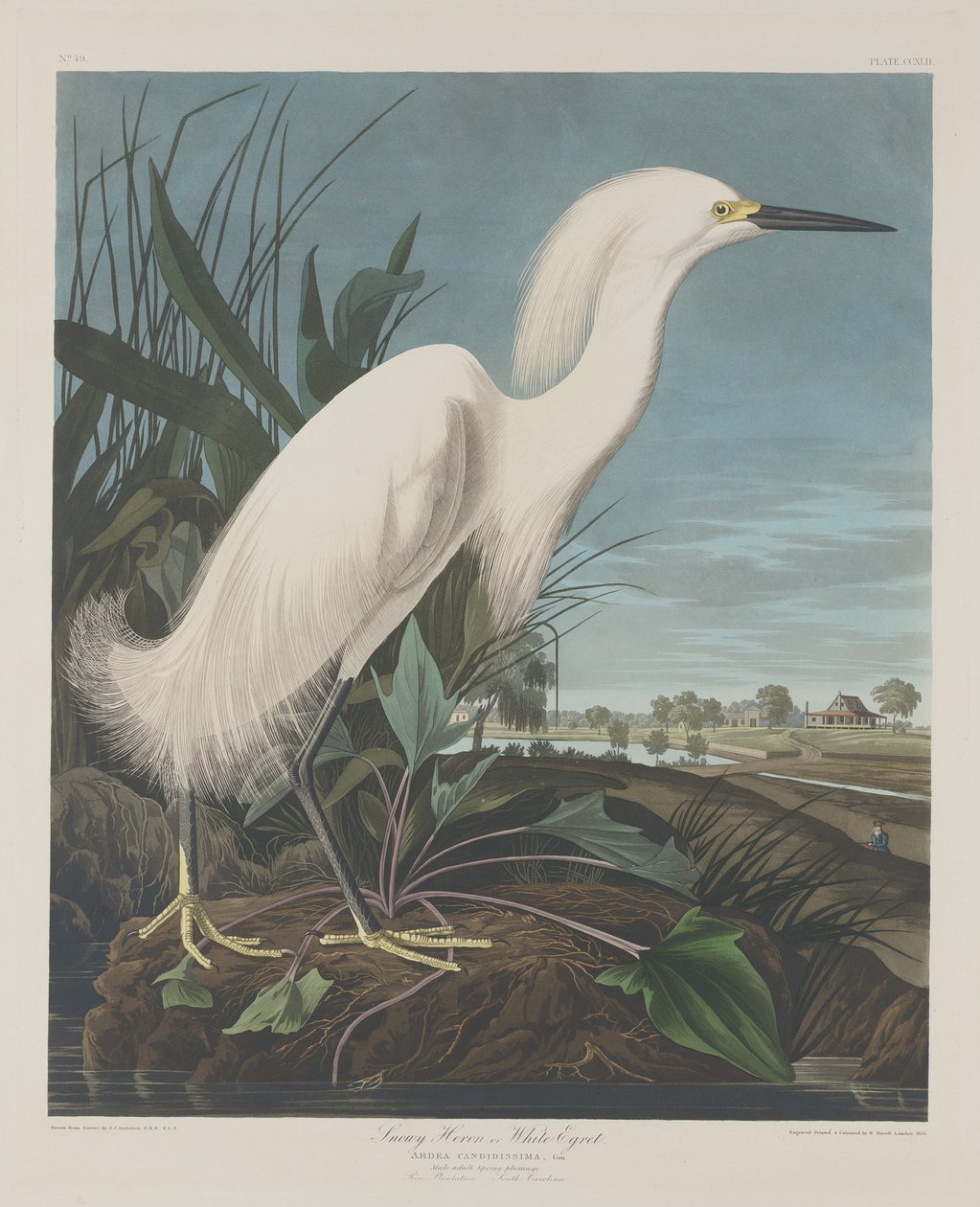 Snehejre eller hvid hejre, 1835. af Robert Havell