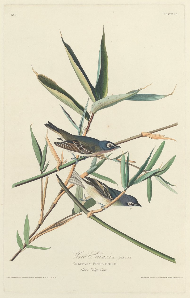 Ensom fluefanger, 1828. af Robert Havell