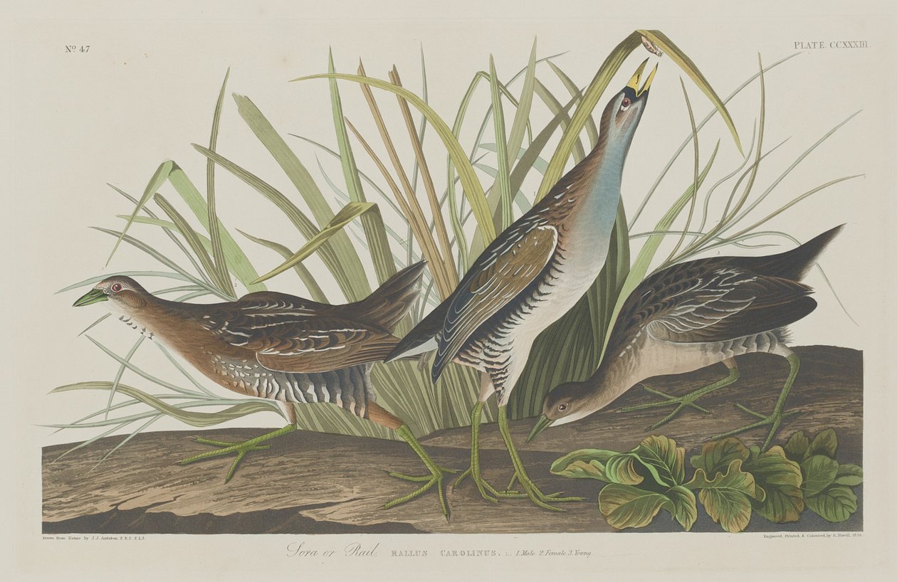 Sora eller jernbane, 1834. af Robert Havell