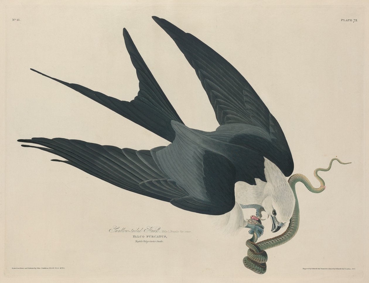 Svalehalehøg, 1829. af Robert Havell