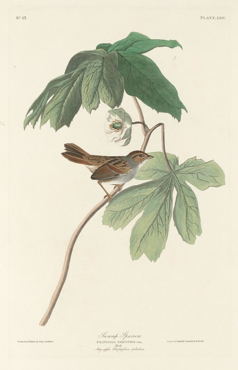 Sumpspurv, 1829. af Robert Havell