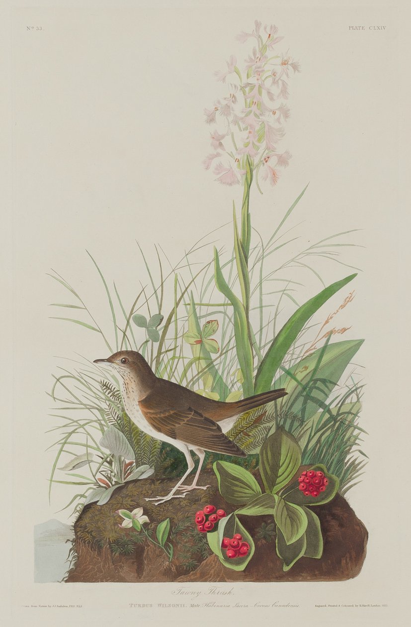 Tawny Thrush, 1833. af Robert Havell