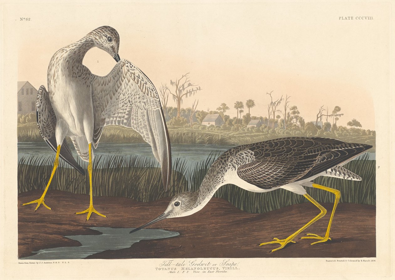 Fortæller Godwit, 1836. af Robert Havell
