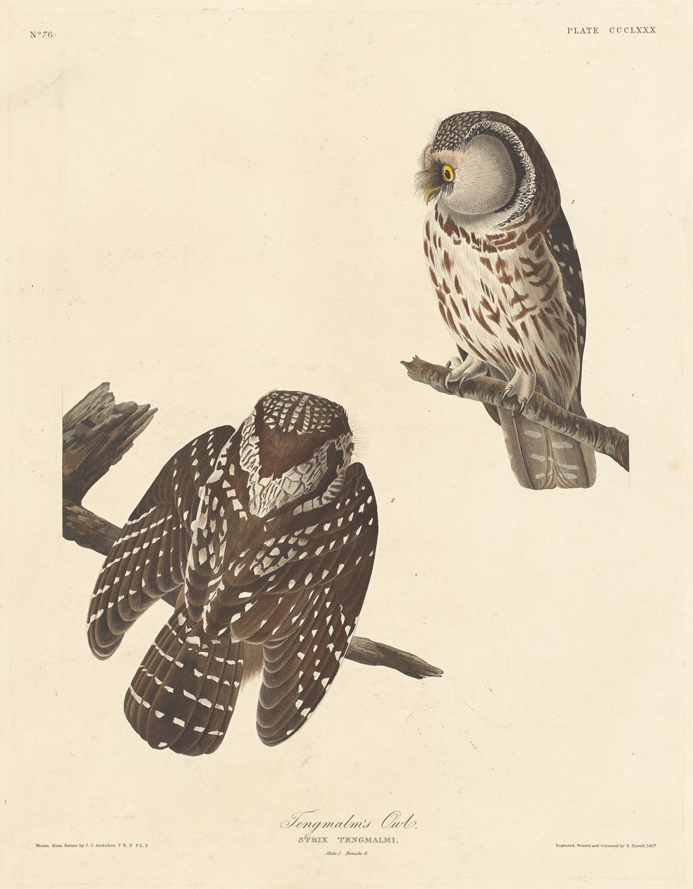 Tengmalms ugle, 1837. af Robert Havell