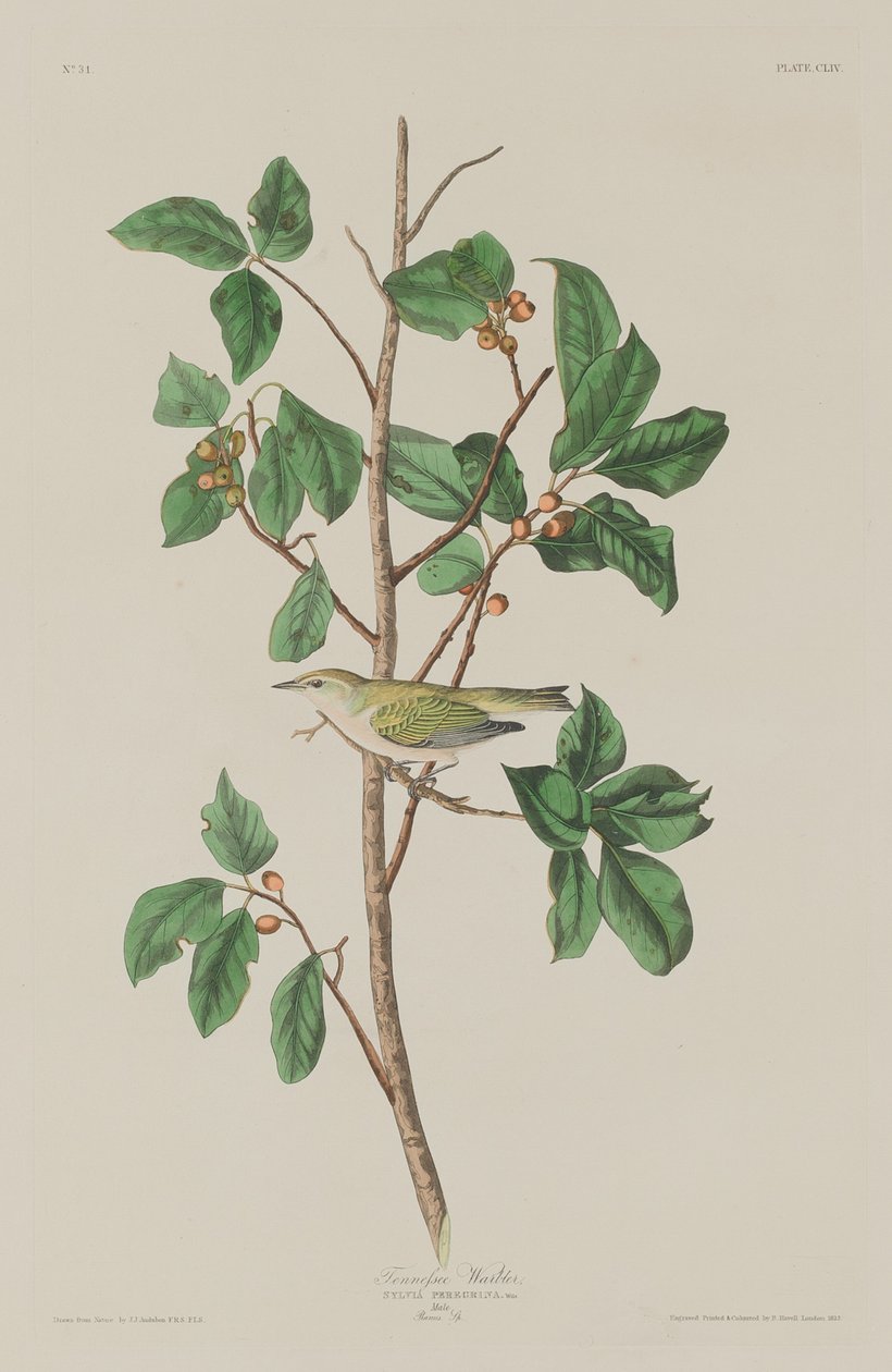 Tennessee Warbler, 1832. af Robert Havell