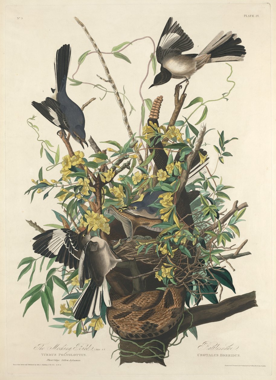 Den spottende fugl, 1827. af Robert Havell