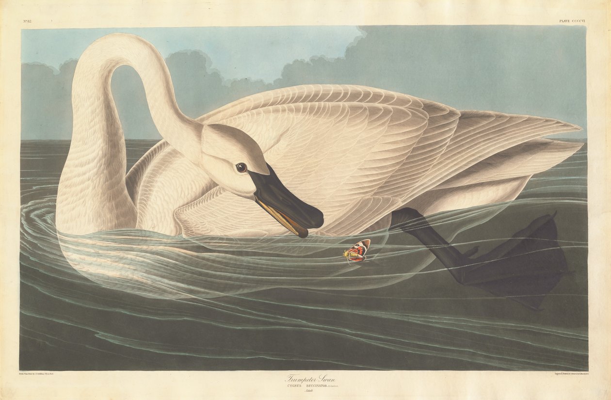 Trompetersvane, 1838. af Robert Havell
