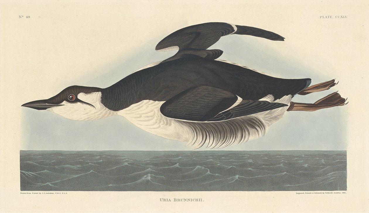 Uria Brunnichii, 1835. af Robert Havell