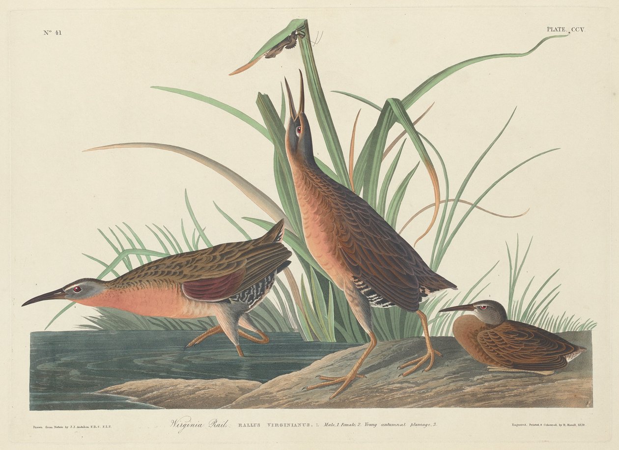 Virginia Rail, 1834. af Robert Havell
