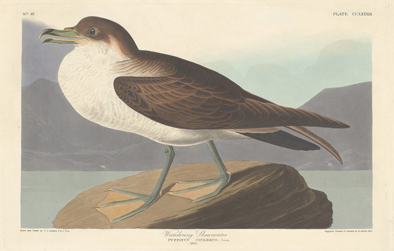 Vandrende Shearwater, 1835. af Robert Havell