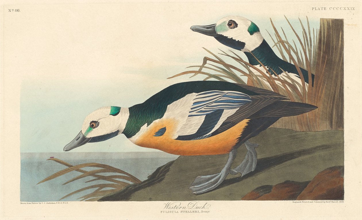 Western Duck, 1838. af Robert Havell