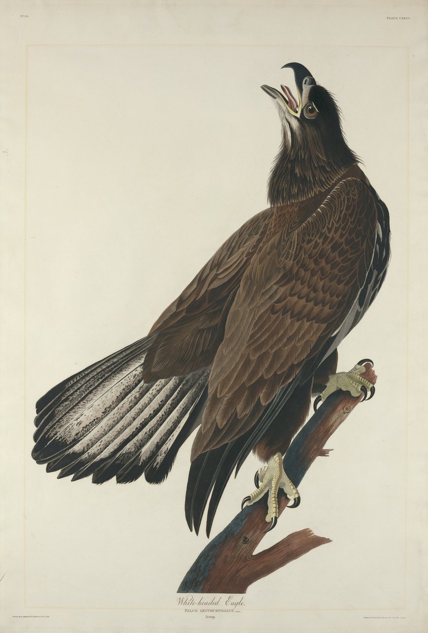 Hvidhovedørn, 1832. af Robert Havell