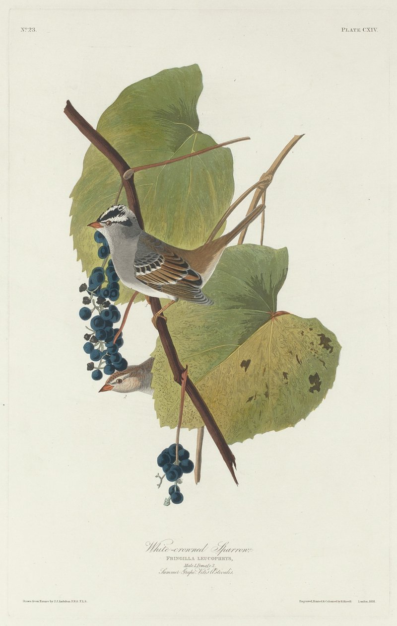 Hvidkronet Spurv, 1831. af Robert Havell