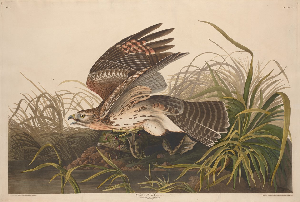 Vinterhøg, 1829. af Robert Havell