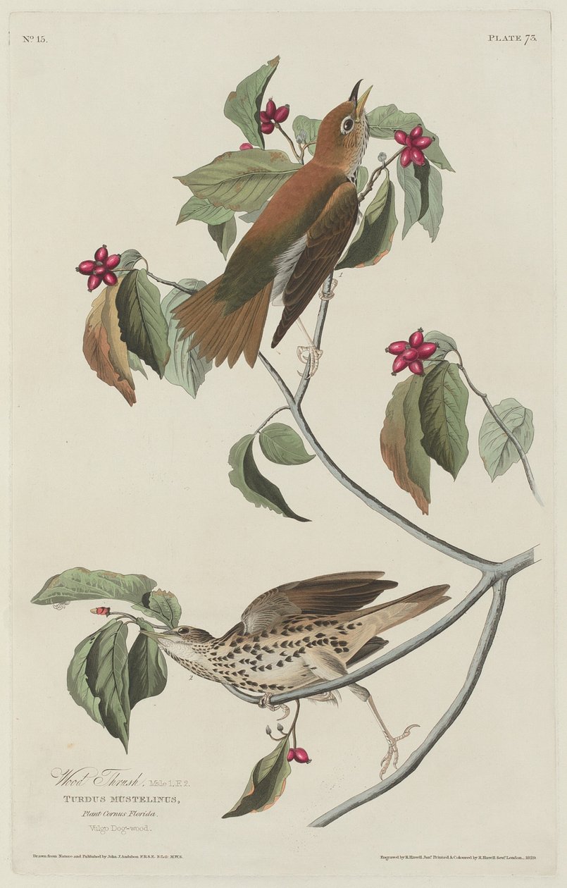 Skovdrossel, 1829. af Robert Havell