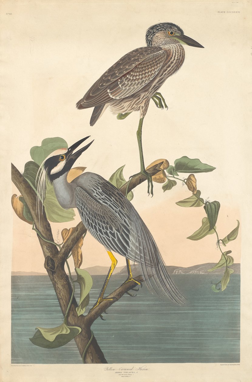 Gul-kronet hejre, 1836. af Robert Havell