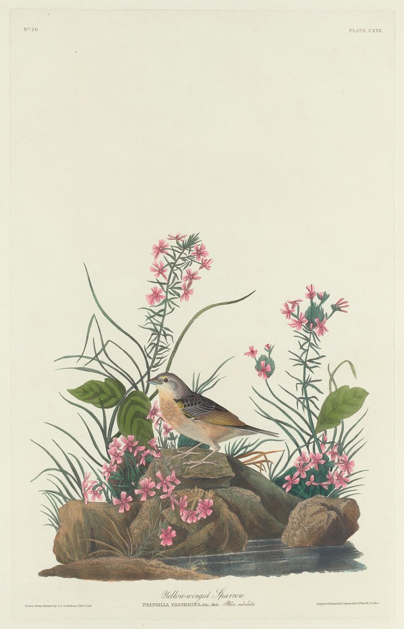 Gulvinget spurv, 1832. af Robert Havell