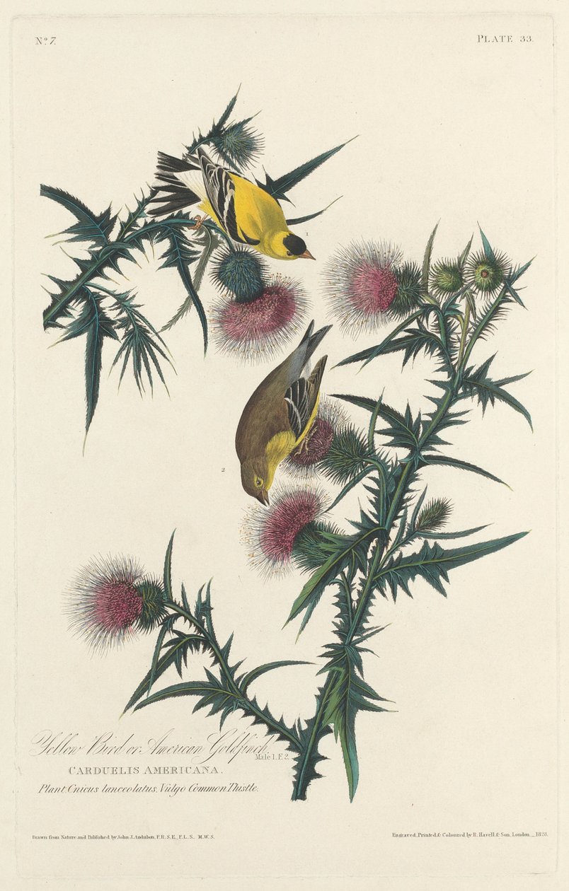 Gul fugl eller amerikansk guldfink, 1828. af Robert Havell