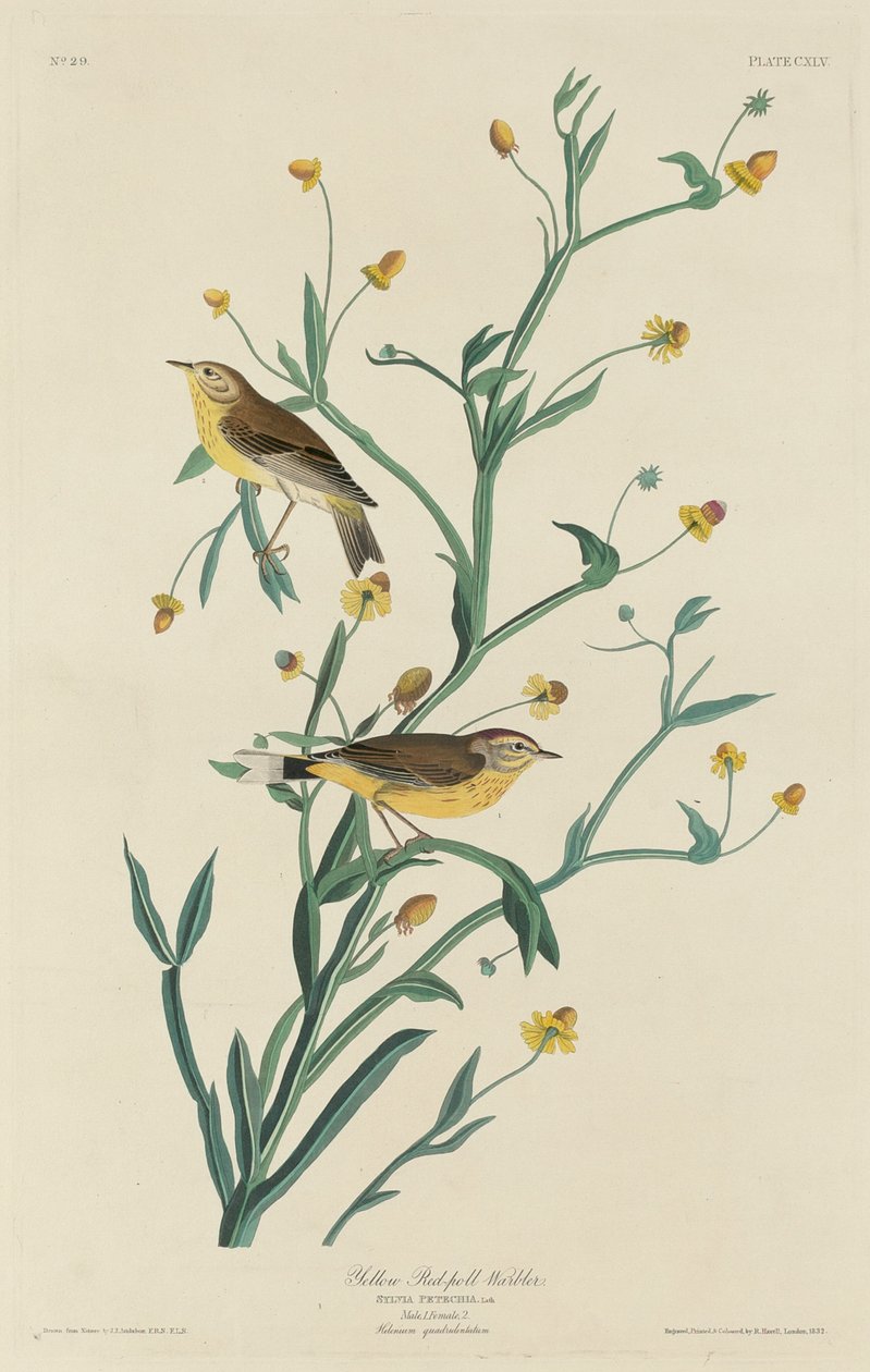 Gul rødpolsanger, 1832. af Robert Havell