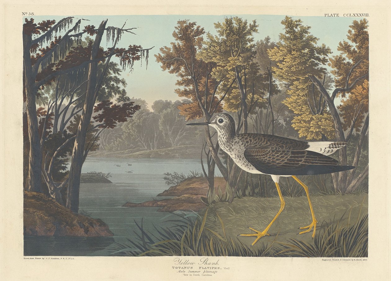 Gul skaft, 1836. af Robert Havell