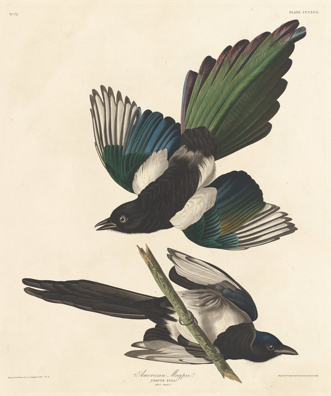 Amerikansk Magpie af Robert Havell after John James Audubon