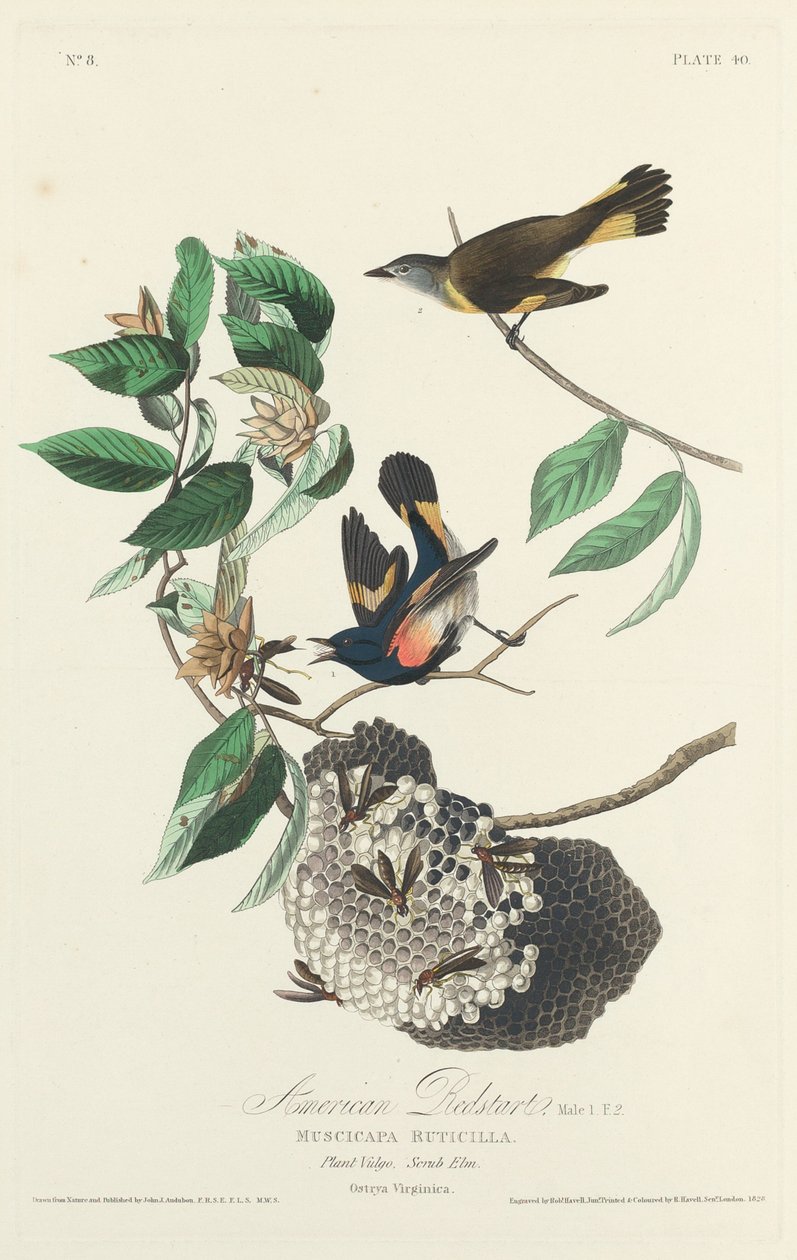 Amerikansk Rødstart af Robert Havell after John James Audubon