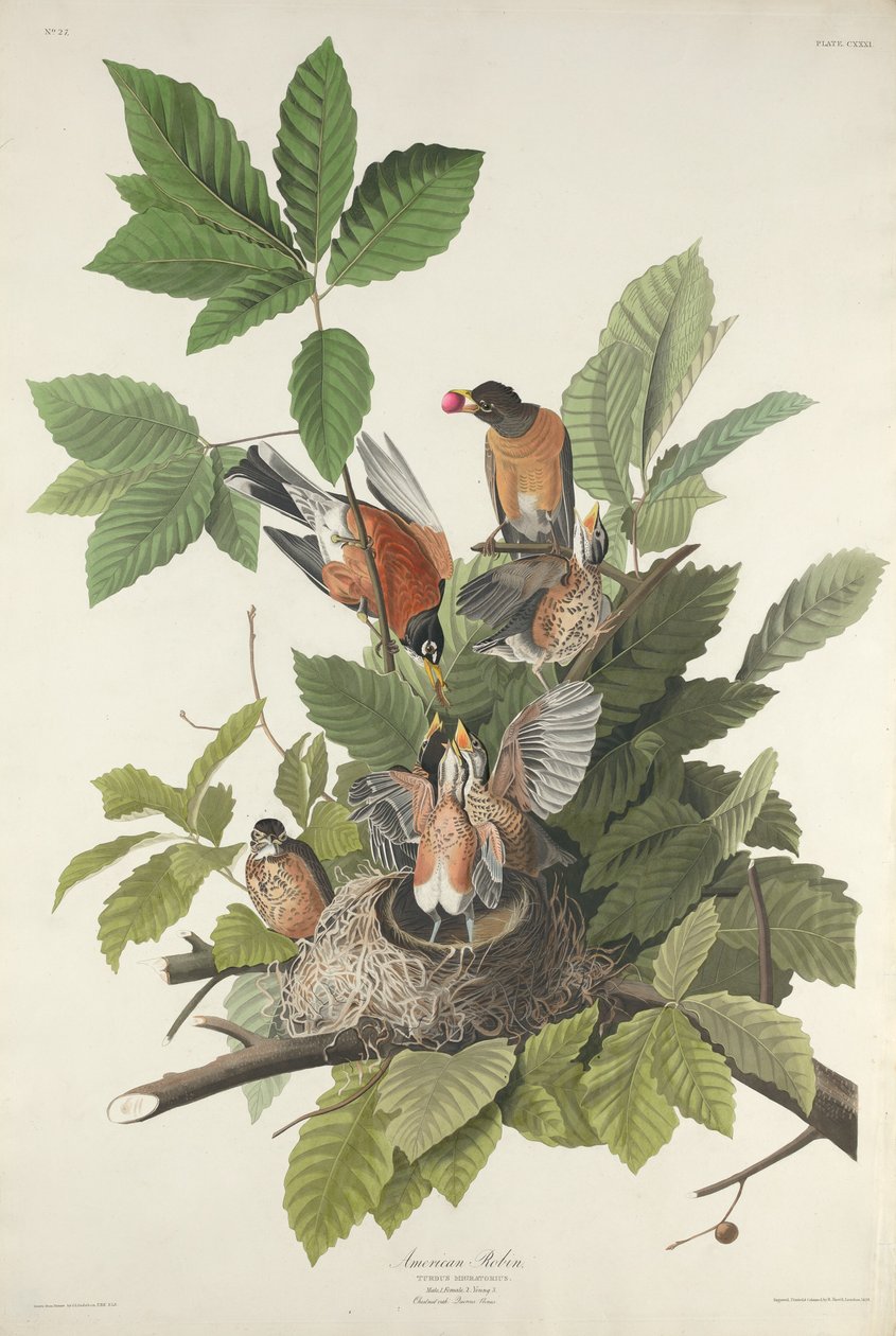 Amerikanske Robin af Robert Havell after John James Audubon