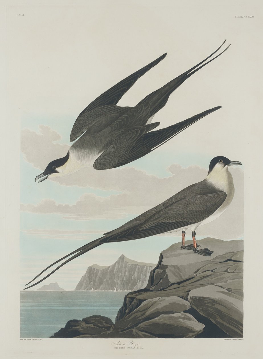Arctic Jager af Robert Havell after John James Audubon