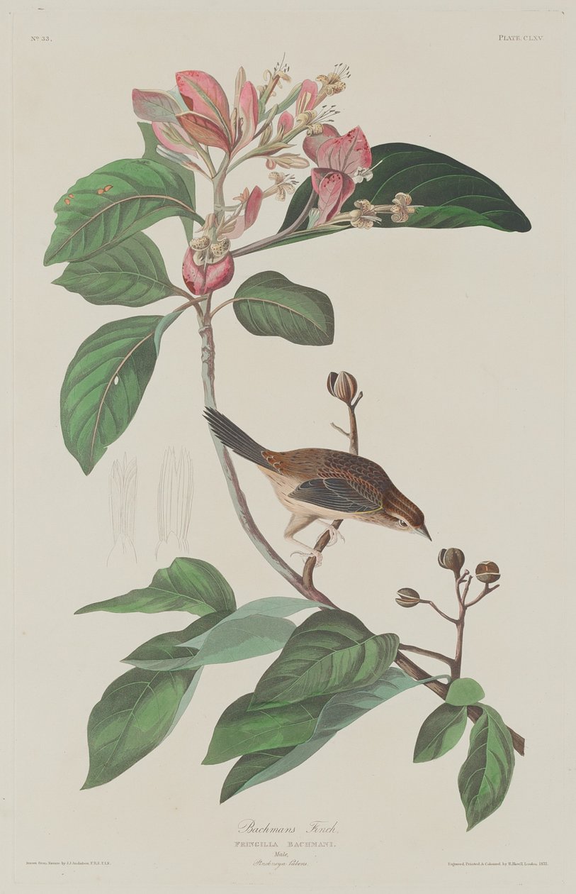 Bachmans Finch af Robert Havell after John James Audubon
