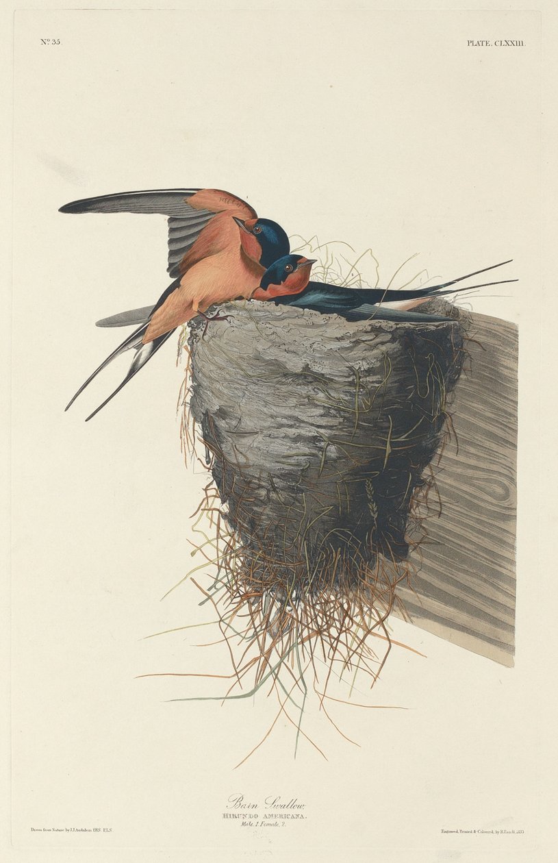 Ladesvale af Robert Havell after John James Audubon